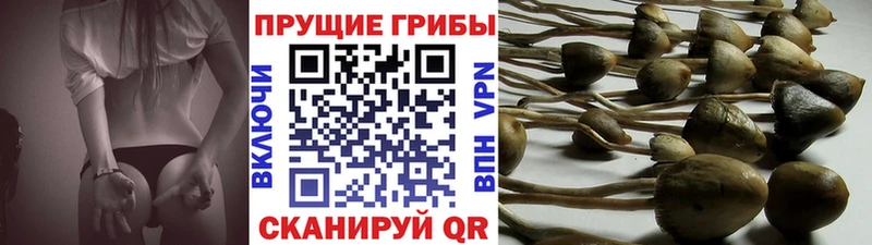 Галлюциногенные грибы прущие грибы  Приволжск 
